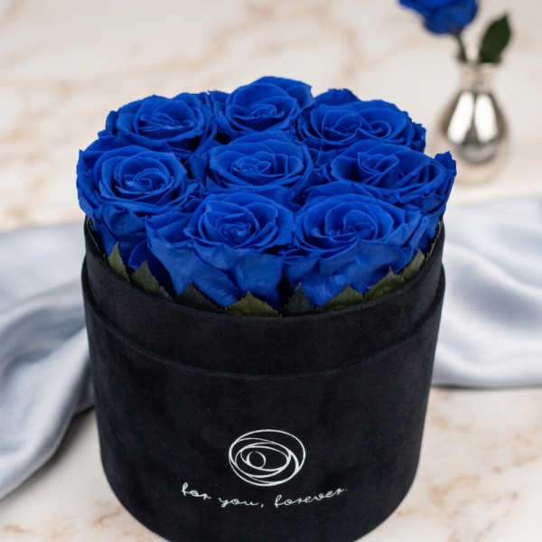 Rose Belle M sametový černý modrá růže